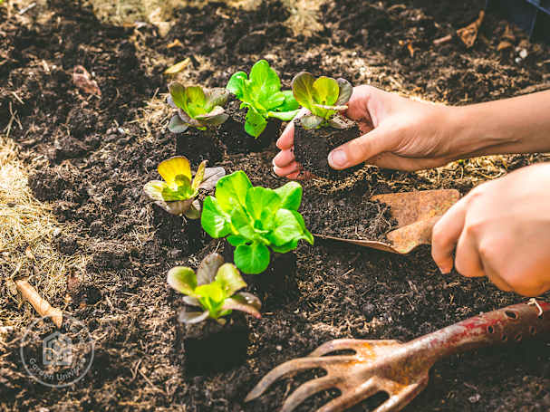raised-bed-planting
